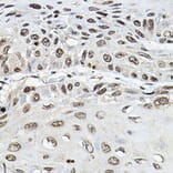 Immunohistochemistry - Anti-TRRAP Antibody (A308201) - Antibodies.com