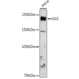 Western Blot - Anti-Gli3 Antibody [ARC1941] (A308202) - Antibodies.com