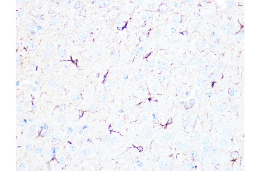 Immunohistochemistry - Anti-beta II Tubulin Antibody (A308205) - Antibodies.com