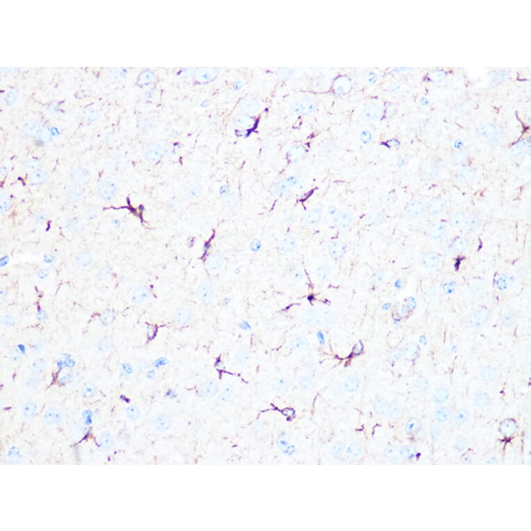 Immunohistochemistry - Anti-beta II Tubulin Antibody (A308205) - Antibodies.com