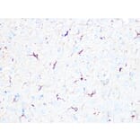 Immunohistochemistry - Anti-beta II Tubulin Antibody (A308205) - Antibodies.com