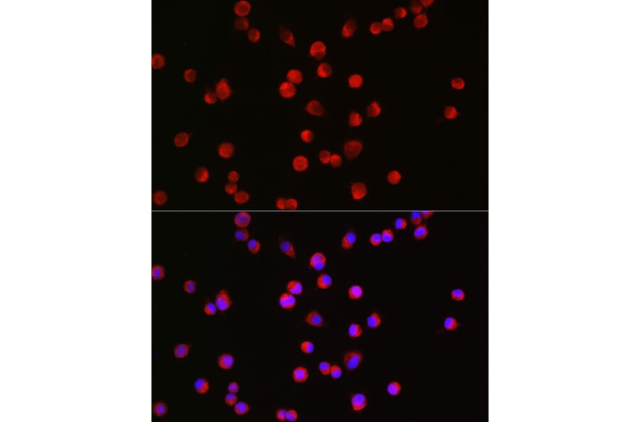 Immunofluorescence - Anti-Bassoon/BSN Antibody (A308207) - Antibodies.com