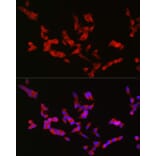 Immunofluorescence - Anti-Bassoon/BSN Antibody (A308207) - Antibodies.com