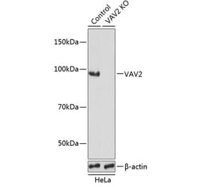 Western Blot - Anti-VAV2 Antibody (A308208) - Antibodies.com