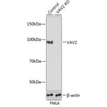 Western Blot - Anti-VAV2 Antibody (A308208) - Antibodies.com