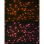 Immunofluorescence - Anti-KDM4B/JMJD2B Antibody [ARC1416] (A308212) - Antibodies.com
