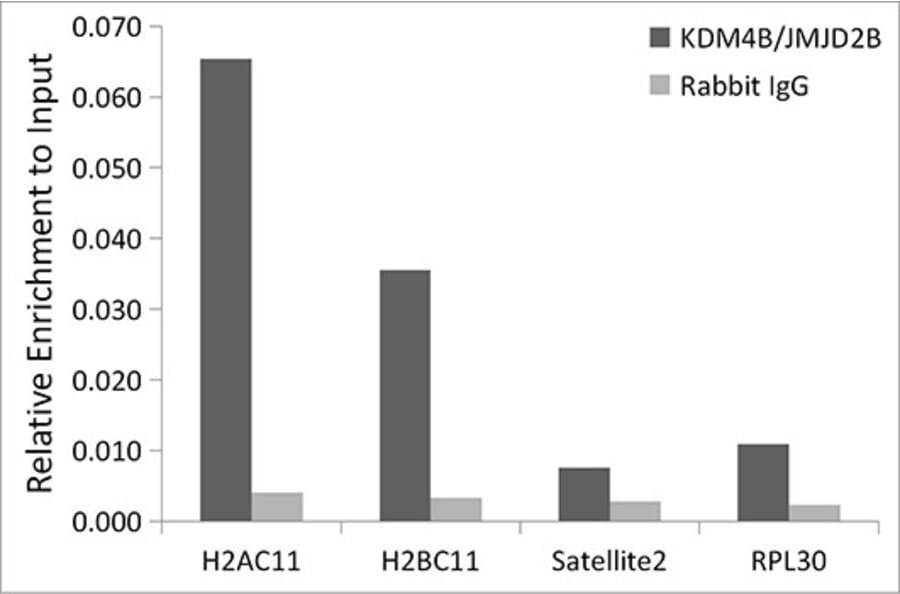 Chromatin Immunoprecipitation - Anti-KDM4B/JMJD2B Antibody [ARC1416] (A308212) - Antibodies.com