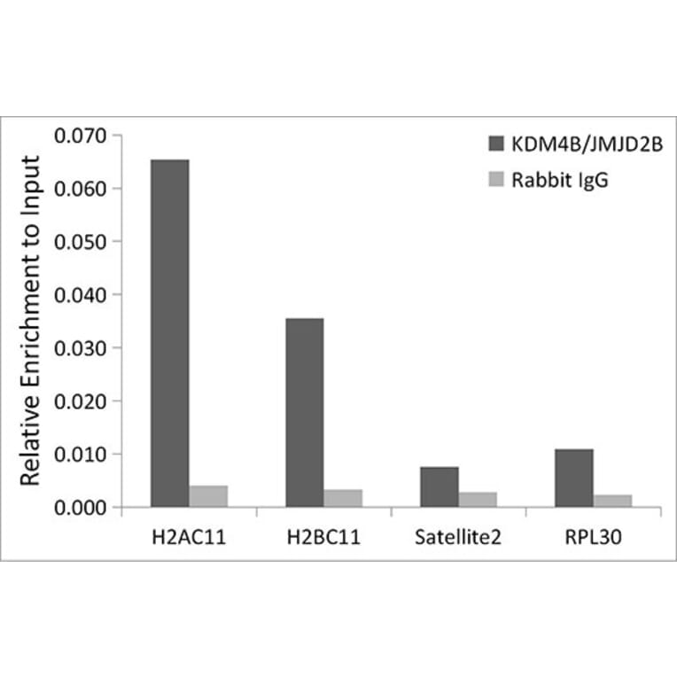 Chromatin Immunoprecipitation - Anti-KDM4B/JMJD2B Antibody [ARC1416] (A308212) - Antibodies.com