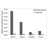 Chromatin Immunoprecipitation - Anti-KDM4B/JMJD2B Antibody [ARC1416] (A308212) - Antibodies.com