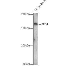 Western Blot - Anti-Brd4 (acetyl Lys332) Antibody (A308213) - Antibodies.com