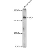 Western Blot - Anti-Brd4 (acetyl Lys332) Antibody (A308213) - Antibodies.com