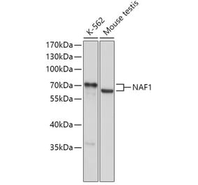 Western Blot - Anti-NAF1 Antibody (A308219) - Antibodies.com