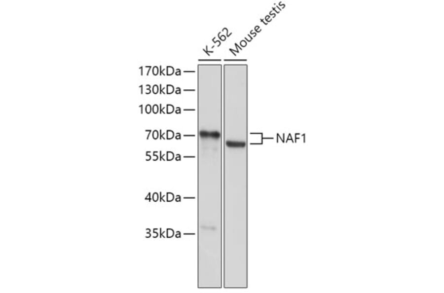 Western Blot - Anti-NAF1 Antibody (A308219) - Antibodies.com