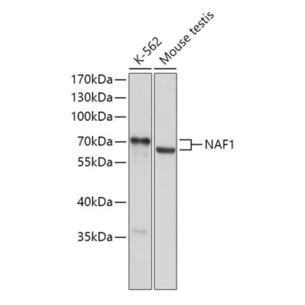 Western Blot - Anti-NAF1 Antibody (A308219) - Antibodies.com