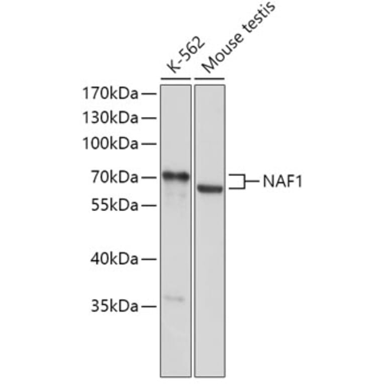 Western Blot - Anti-NAF1 Antibody (A308219) - Antibodies.com