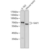 Western Blot - Anti-NAF1 Antibody (A308219) - Antibodies.com