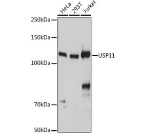 Western Blot - Anti-USP11 Antibody (A308222) - Antibodies.com