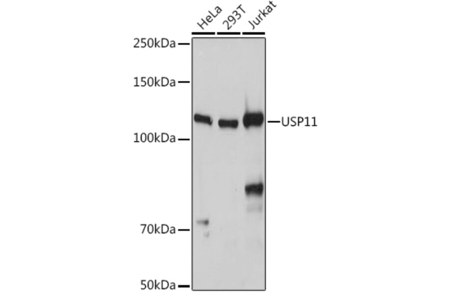 Western Blot - Anti-USP11 Antibody (A308222) - Antibodies.com