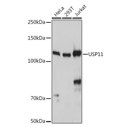 Western Blot - Anti-USP11 Antibody (A308222) - Antibodies.com