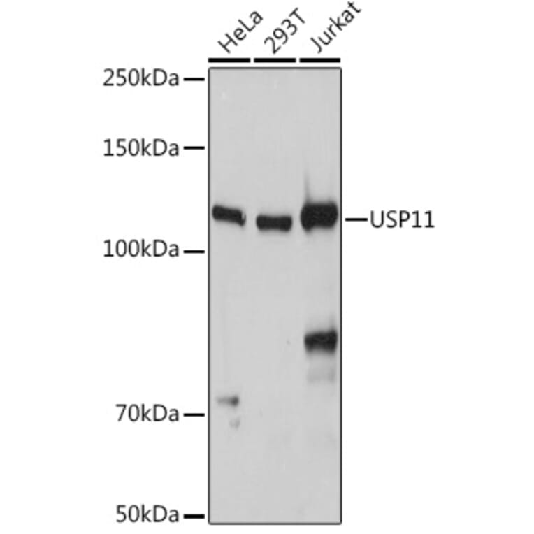 Western Blot - Anti-USP11 Antibody (A308222) - Antibodies.com
