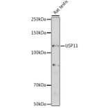Western Blot - Anti-USP11 Antibody (A308222) - Antibodies.com