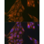 Immunofluorescence - Anti-USP11 Antibody (A308222) - Antibodies.com