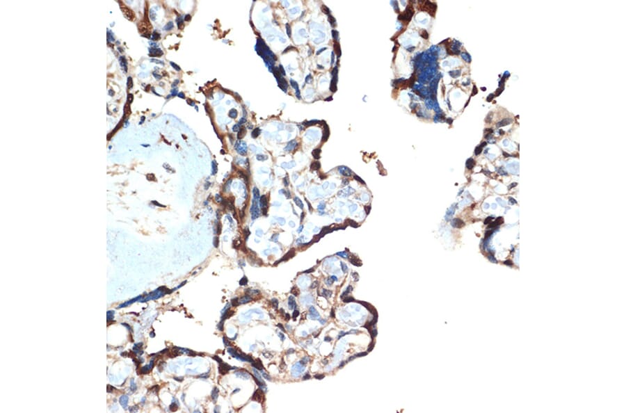 Immunohistochemistry - Anti-ATF5 Antibody [ARC2043] (A308224) - Antibodies.com