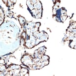 Immunohistochemistry - Anti-ATF5 Antibody [ARC2043] (A308224) - Antibodies.com
