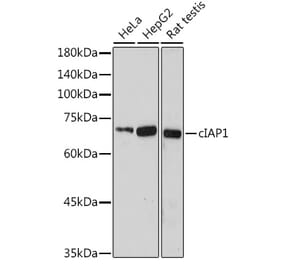 Western Blot - Anti-cIAP1 Antibody (A308230) - Antibodies.com