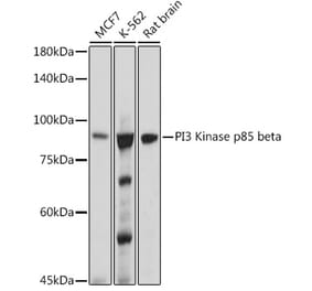 Western Blot - Anti-PI 3 Kinase p85 beta Antibody [ARC0287] (A308231) - Antibodies.com