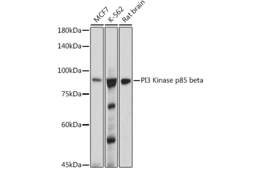 Western Blot - Anti-PI 3 Kinase p85 beta Antibody [ARC0287] (A308231) - Antibodies.com