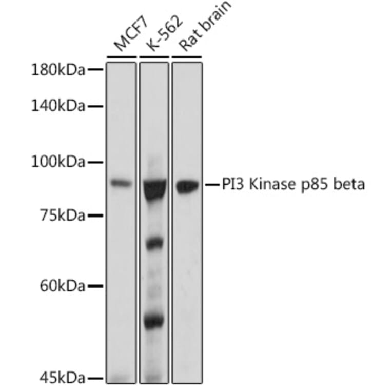 Western Blot - Anti-PI 3 Kinase p85 beta Antibody [ARC0287] (A308231) - Antibodies.com