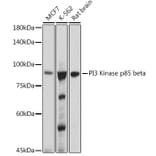 Western Blot - Anti-PI 3 Kinase p85 beta Antibody [ARC0287] (A308231) - Antibodies.com