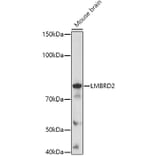 Western Blot - Anti-LMBRD2 Antibody (A308234) - Antibodies.com