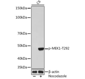 Western Blot - Anti-MEK1 (phospho Thr292) Antibody [ARC1566] (A308235) - Antibodies.com