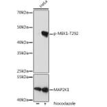 Western Blot - Anti-MEK1 (phospho Thr292) Antibody [ARC1566] (A308235) - Antibodies.com