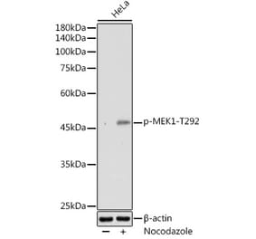 Western Blot - Anti-MEK1 (phospho Thr292) Antibody (A308236) - Antibodies.com