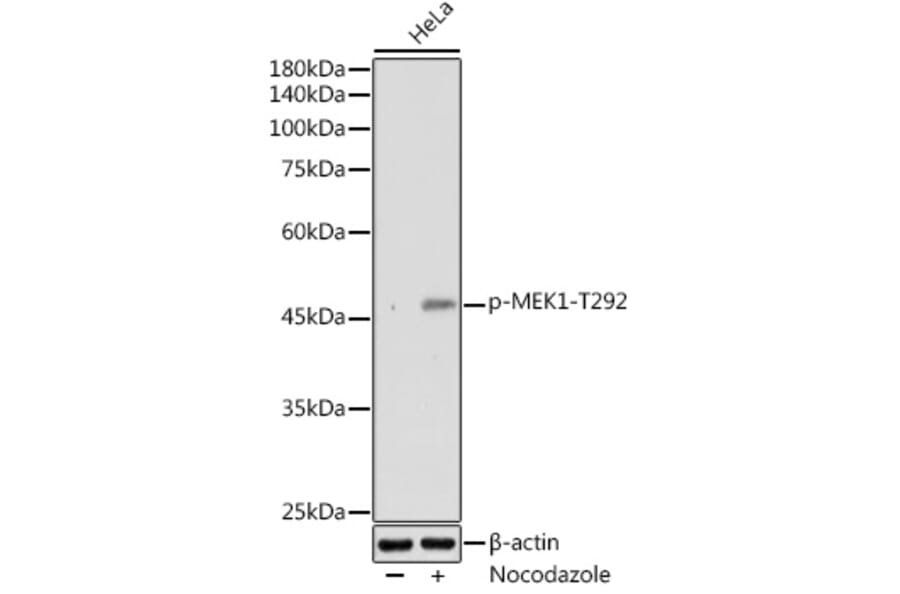 Western Blot - Anti-MEK1 (phospho Thr292) Antibody (A308236) - Antibodies.com