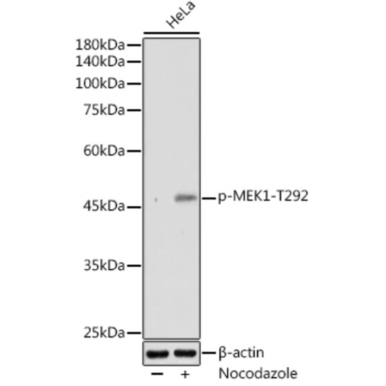 Western Blot - Anti-MEK1 (phospho Thr292) Antibody (A308236) - Antibodies.com
