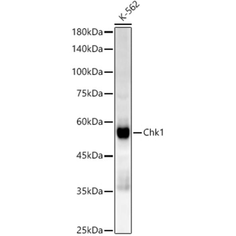 Western Blot - Anti-Chk1 Antibody [ARC52506] (A308240) - Antibodies.com