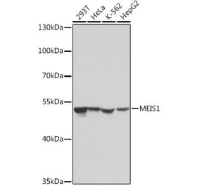 Western Blot - Anti-MEIS1 Antibody (A308243) - Antibodies.com