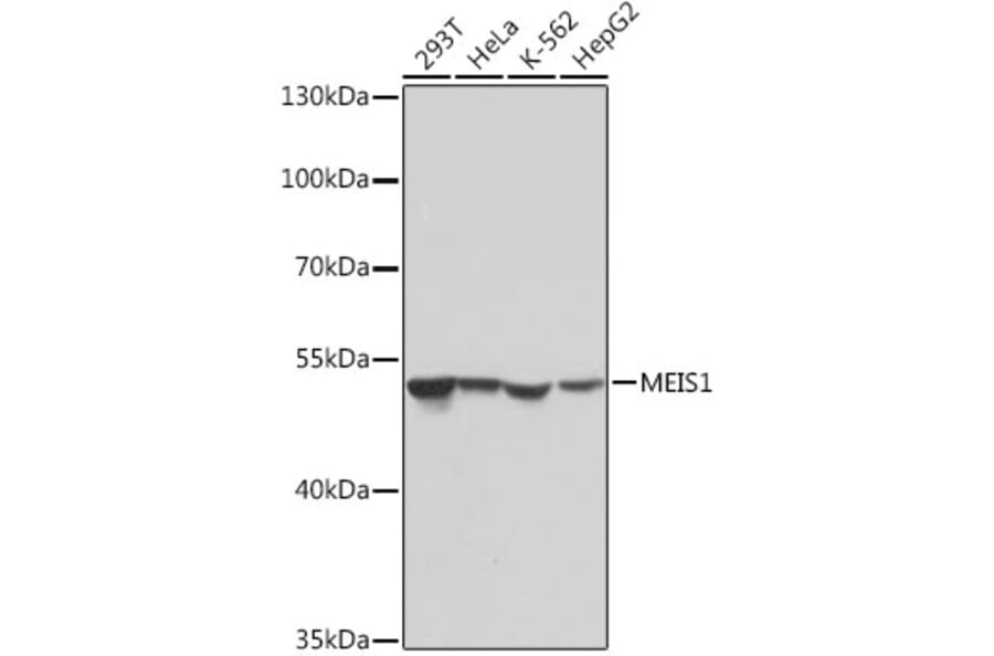 Western Blot - Anti-MEIS1 Antibody (A308243) - Antibodies.com