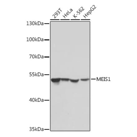 Western Blot - Anti-MEIS1 Antibody (A308243) - Antibodies.com