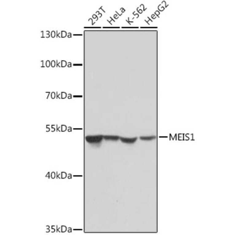 Western Blot - Anti-MEIS1 Antibody (A308243) - Antibodies.com