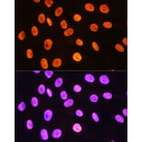Immunofluorescence - Anti-MEIS1 Antibody (A308243) - Antibodies.com