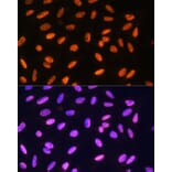 Immunofluorescence - Anti-MEIS1 Antibody (A308243) - Antibodies.com