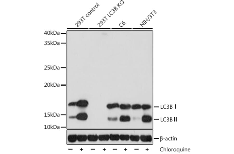 Western Blot - Anti-LC3B Antibody [ARC0144] (A308244) - Antibodies.com
