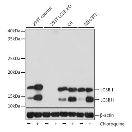 Western Blot - Anti-LC3B Antibody [ARC0144] (A308244) - Antibodies.com