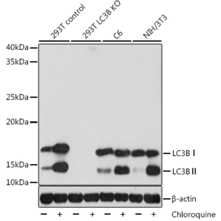 Western Blot - Anti-LC3B Antibody [ARC0144] (A308244) - Antibodies.com