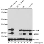 Western Blot - Anti-LC3B Antibody [ARC0144] (A308244) - Antibodies.com